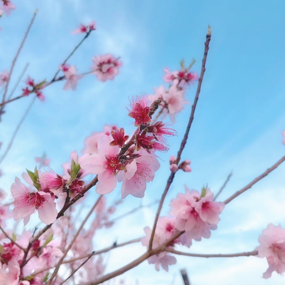 アップロード画像