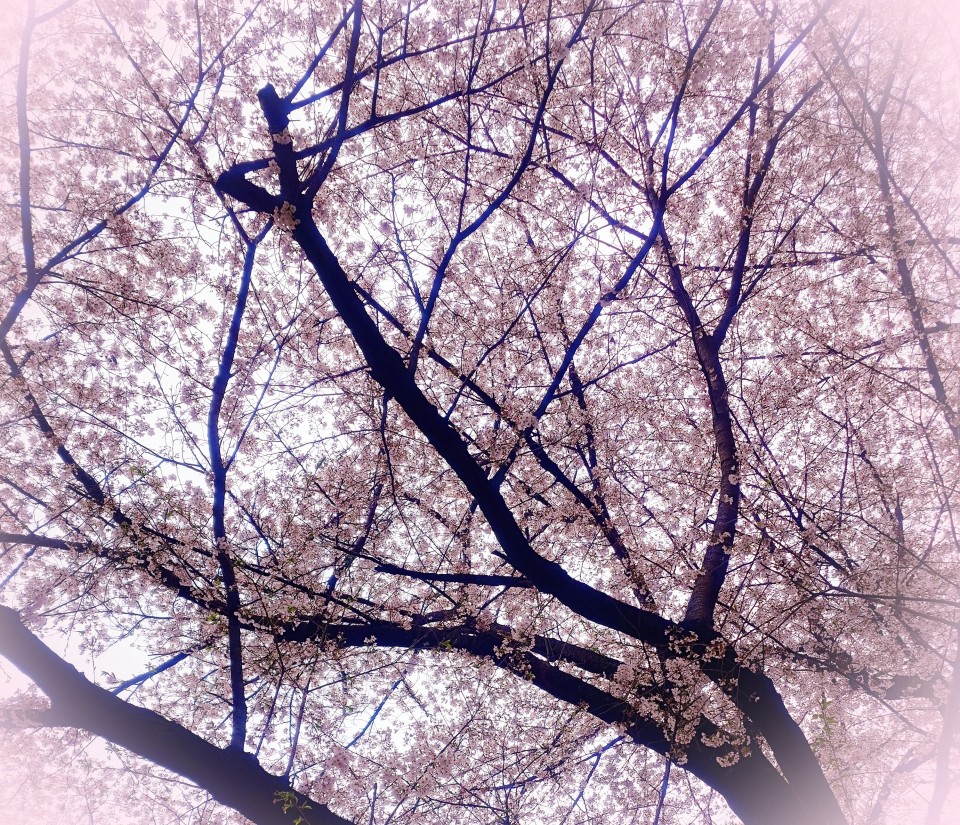 アップロード画像