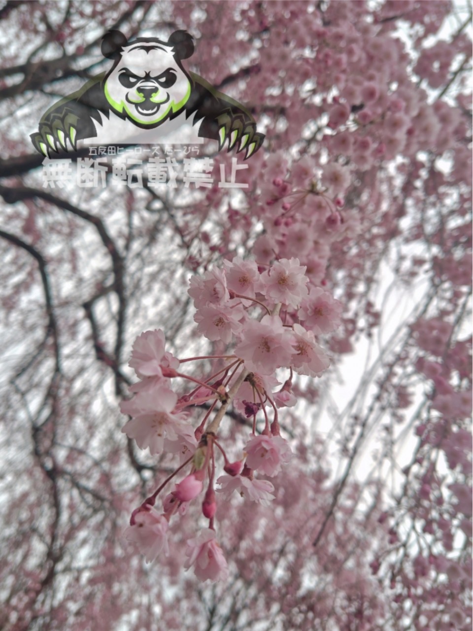 アップロード画像