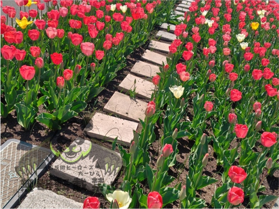 アップロード画像