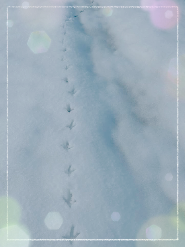 アップロード画像