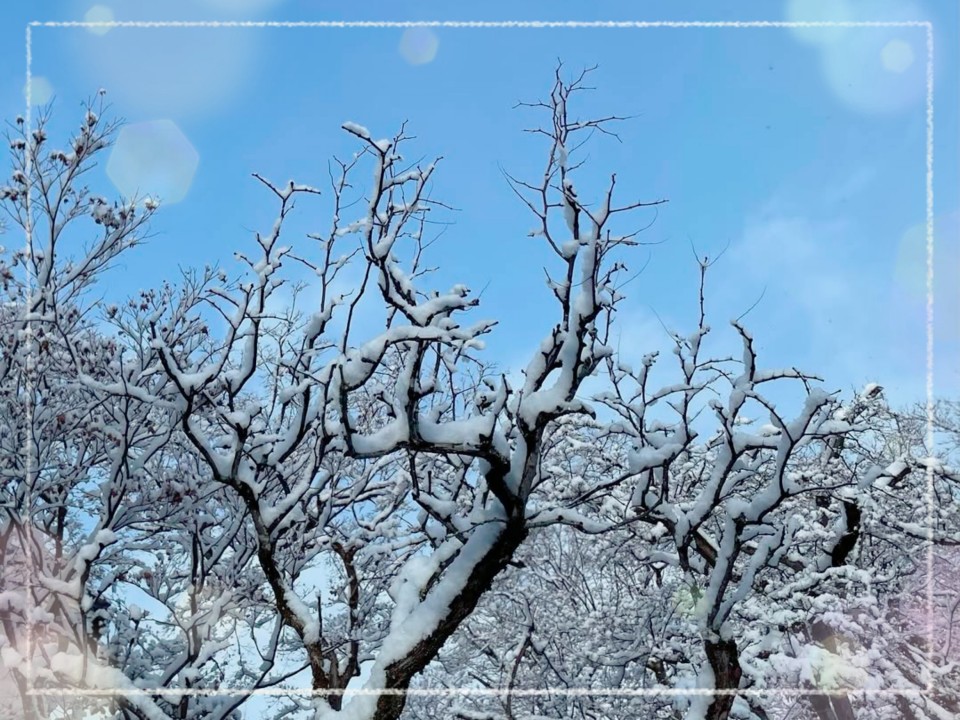 アップロード画像