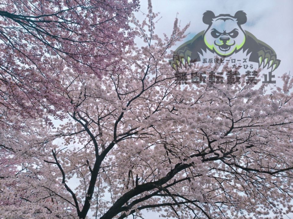 アップロード画像