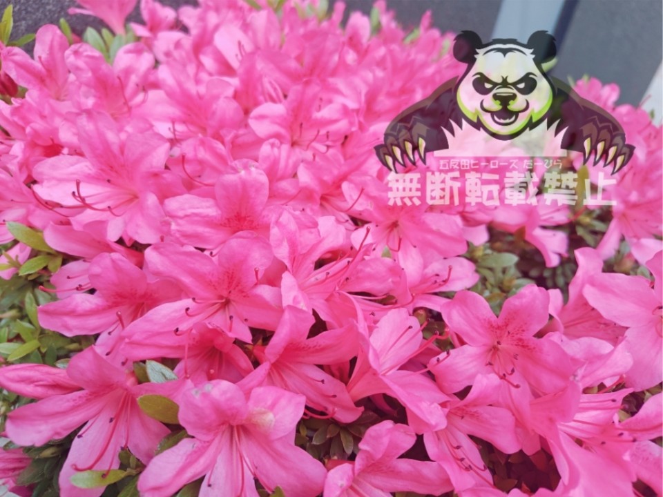 アップロード画像