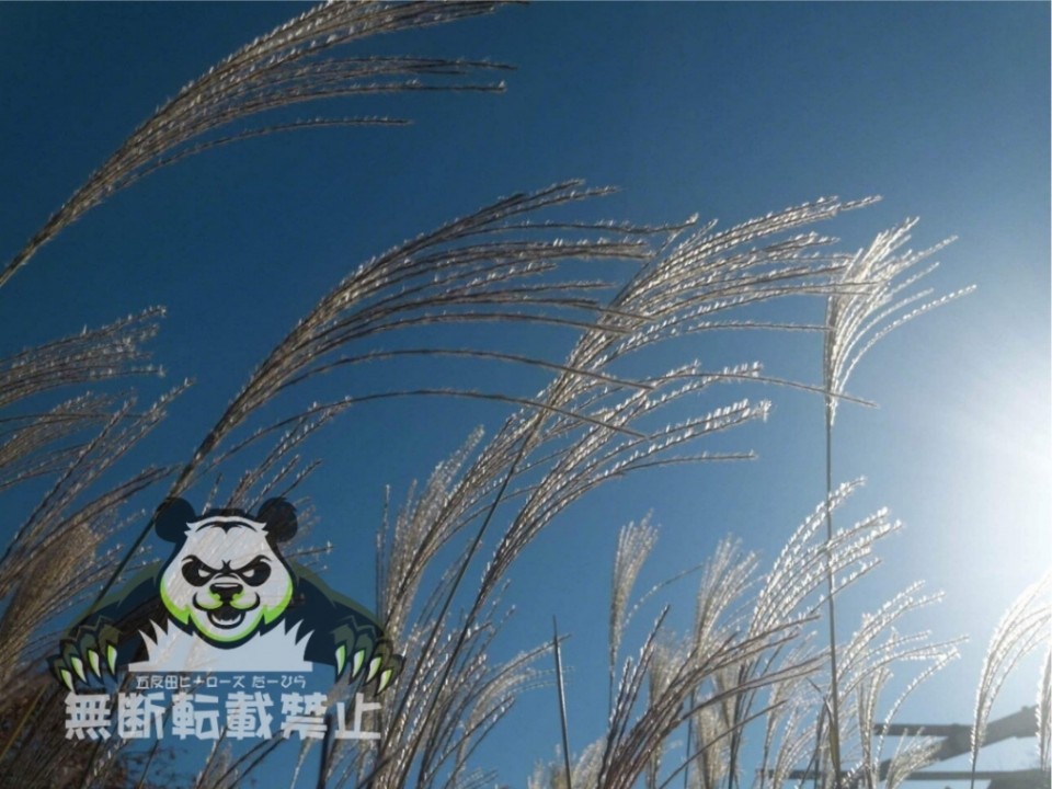 アップロード画像
